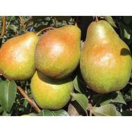 Саджанець Груша Яблунівська